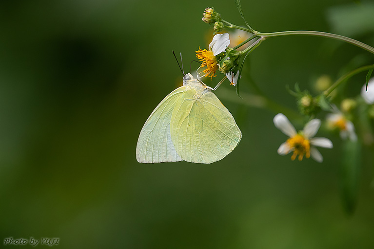 ウスキシロチョウ Catopsilia pomona