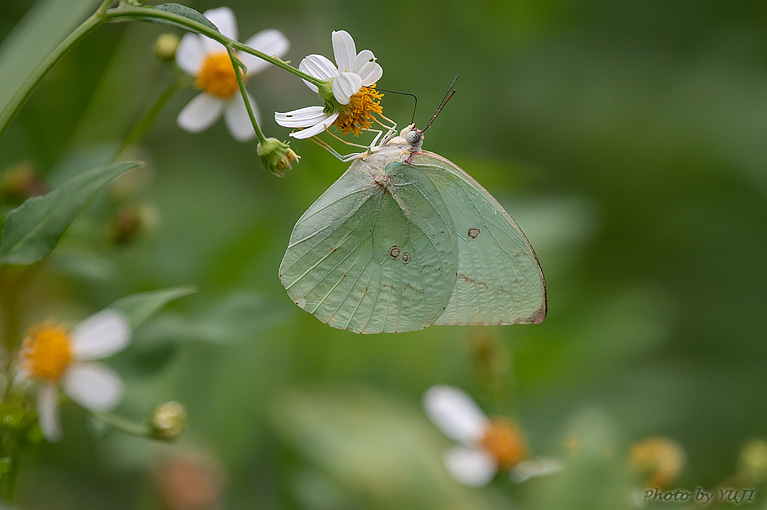 ウスキシロチョウ Catopsilia pomona