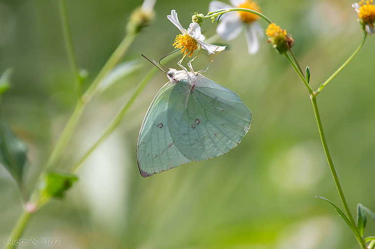 ウスキシロチョウ Catopsilia pomona