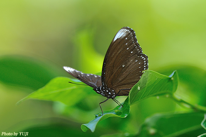 ヤエヤマムラサキ Hypolimnas anomala truentus