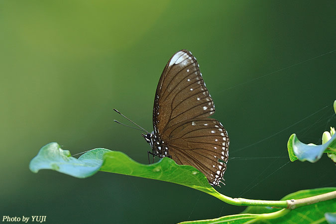 ヤエヤマムラサキ Hypolimnas anomala truentus