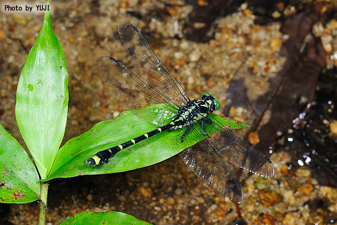 ヤエヤマサナエ Asiagomphus yaeyamensis