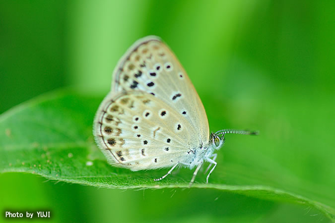 ヤマトシジミ Pseudozizeeria maha