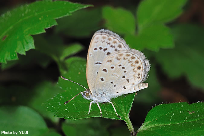 ヤマトシジミ Pseudozizeeria maha