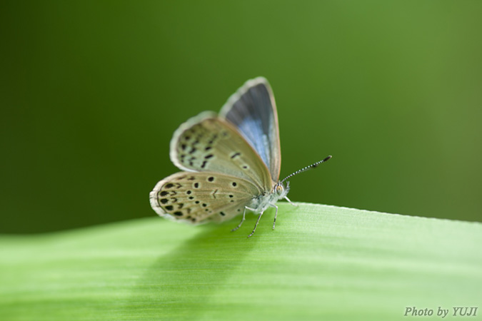 ヤマトシジミ Pseudozizeeria maha