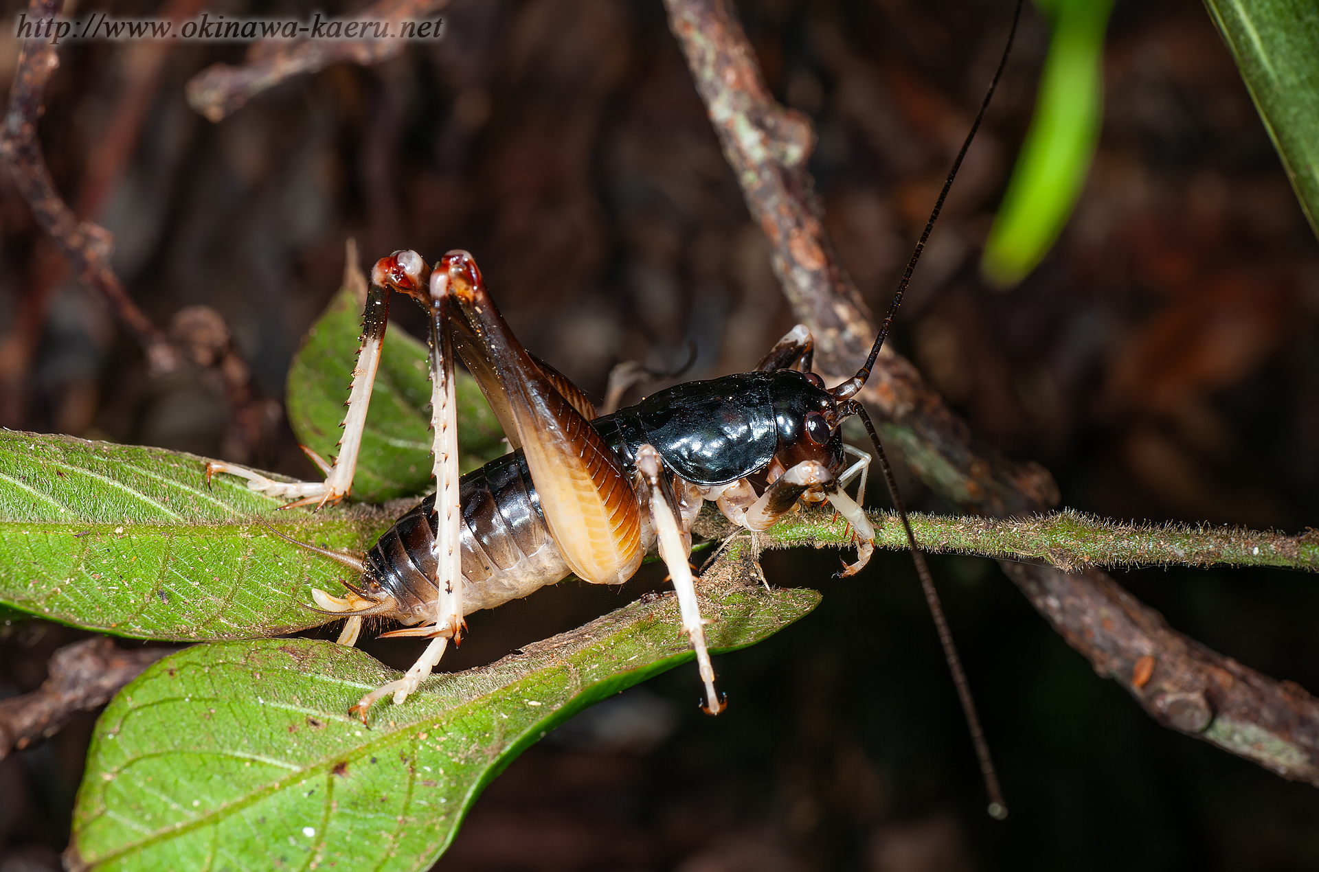 ヤンバルクロギリスの画像