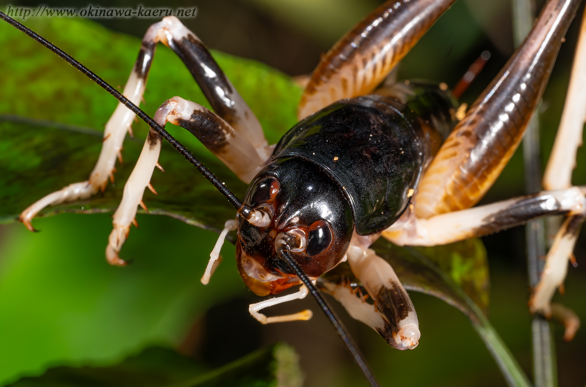 ヤンバルクロギリスの画像