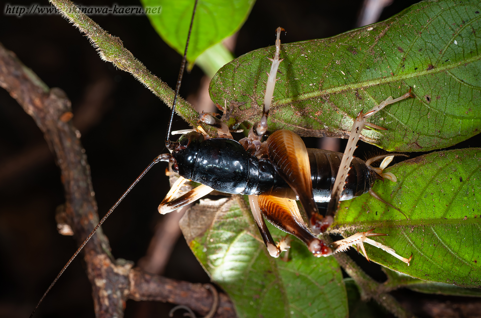 ヤンバルクロギリスの画像