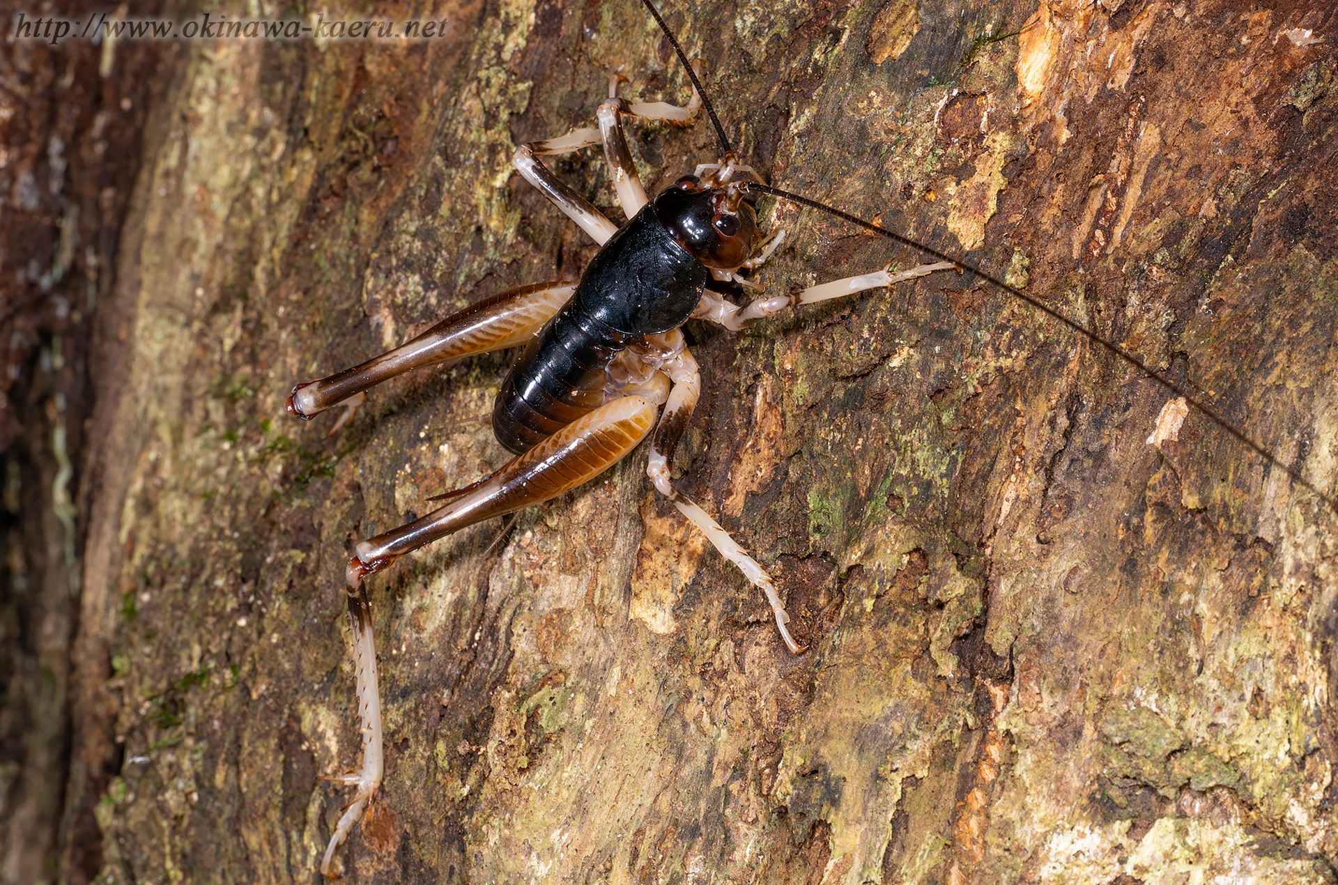 ヤンバルクロギリスの画像