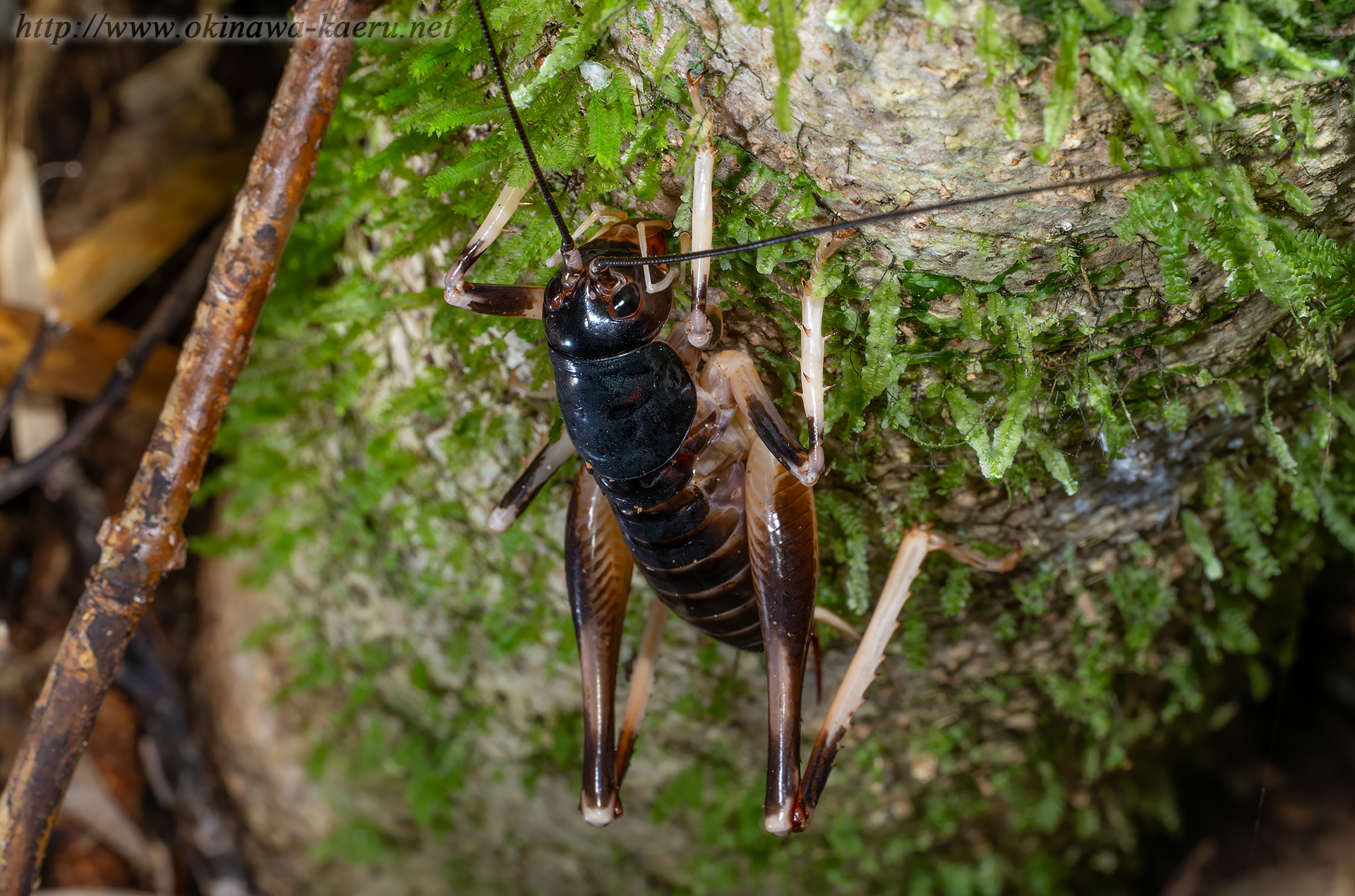 ヤンバルクロギリスの画像