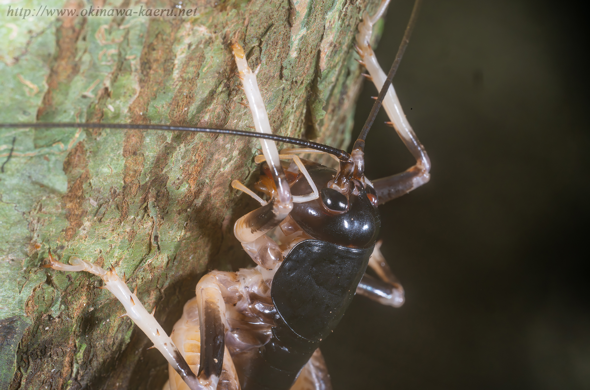 ヤンバルクロギリスの画像