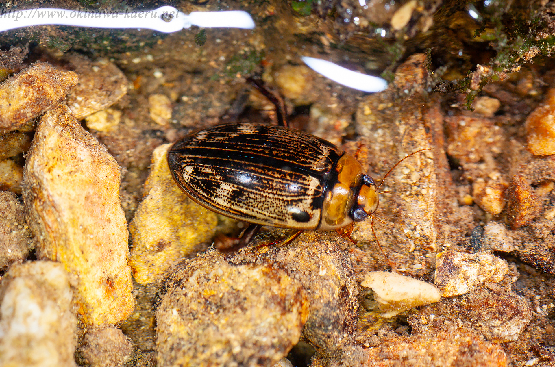 ヤンバルオオイチモンジシマゲンゴロウの画像