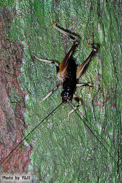 ヤンバルクロギリス Anabropsis yanbarensis