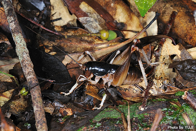 ヤンバルクロギリス Anabropsis yanbarensis