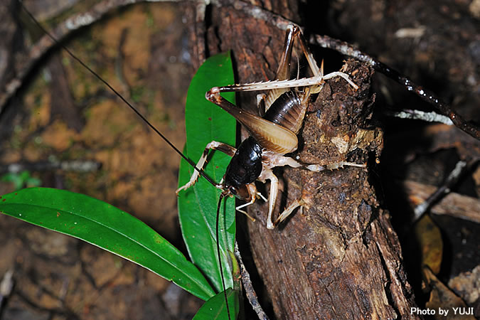 ヤンバルクロギリス Anabropsis yanbarensis