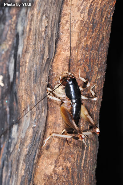 ヤンバルクロギリス Anabropsis yanbarensis