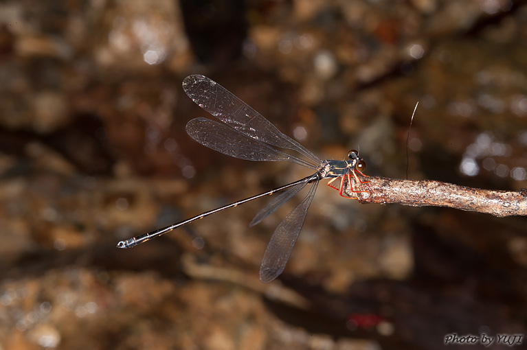 ヤンバルトゲオトンボ Rhipidolestes shozoi