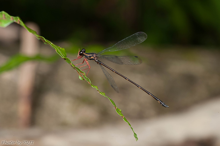 ヤンバルトゲオトンボ Rhipidolestes shozoi