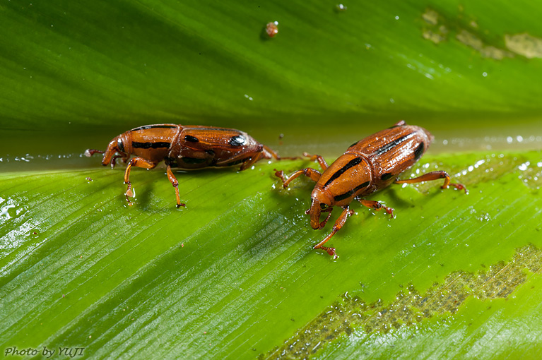 ヨツメオサゾウムシ Sphenocorynes ocellatus