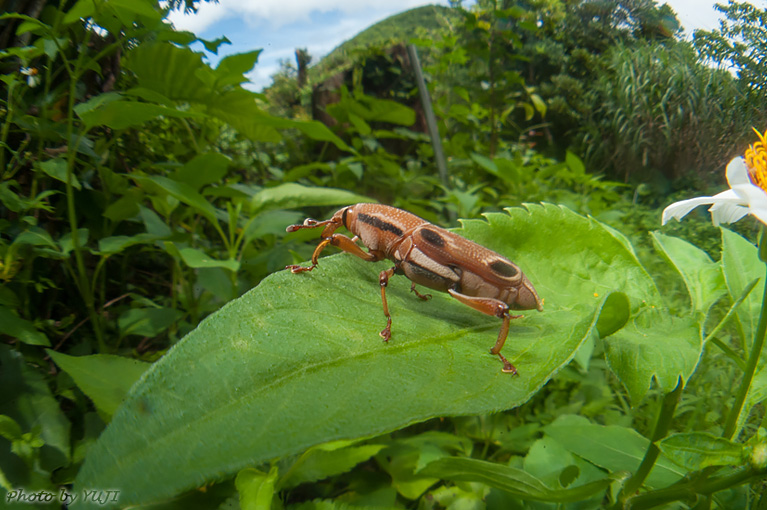 ヨツメオサゾウムシ Sphenocorynes ocellatus