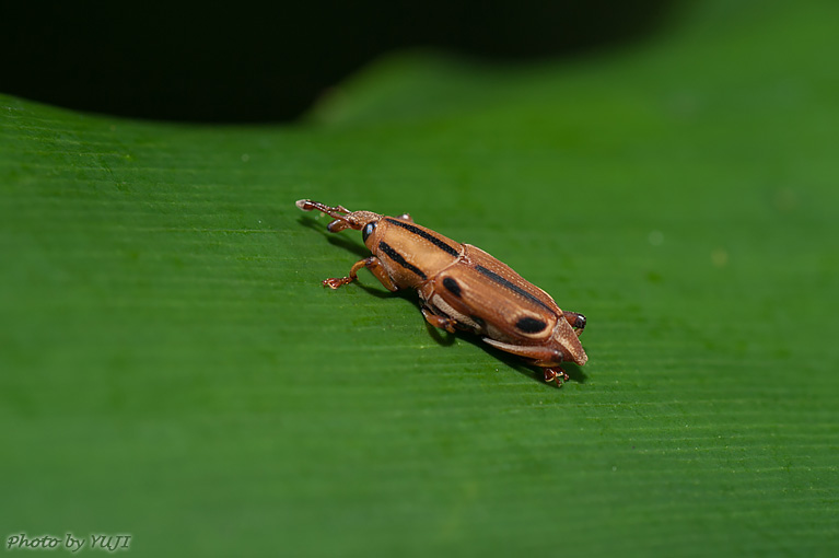 ヨツメオサゾウムシ Sphenocorynes ocellatus