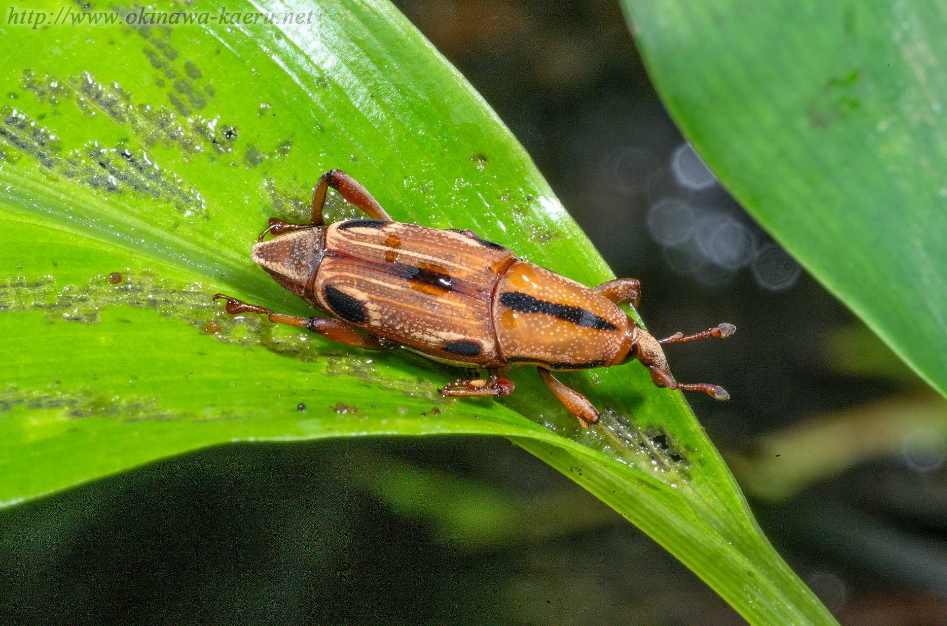 ヨツメオサゾウムシの画像