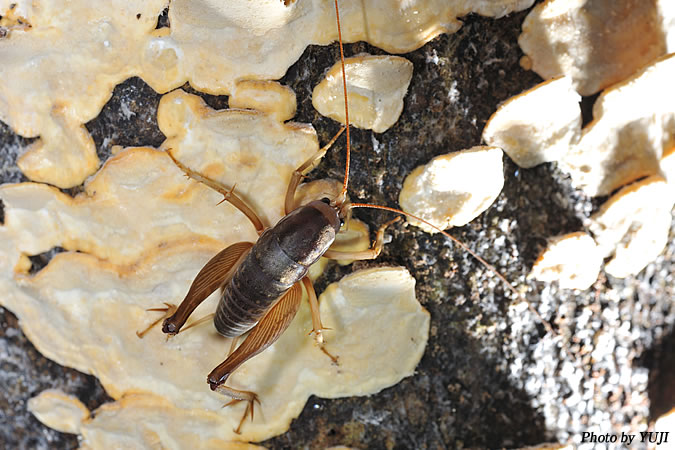 ズングリウマ Rhaphidophora taiwana