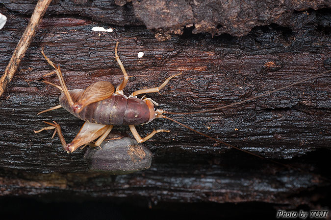 ズングリウマ Rhaphidophora taiwana