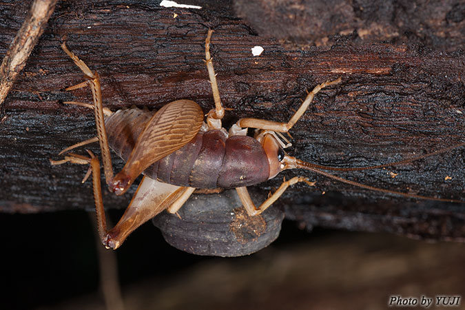 ズングリウマ Rhaphidophora taiwana