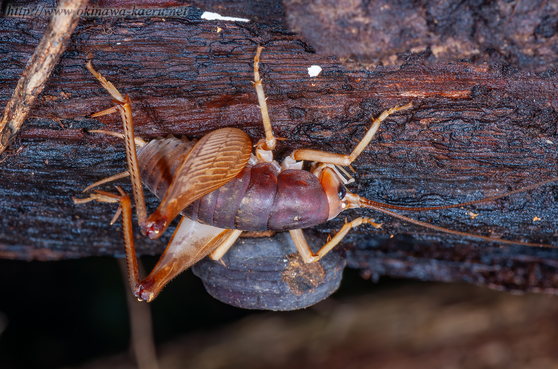 ズングリウマの画像