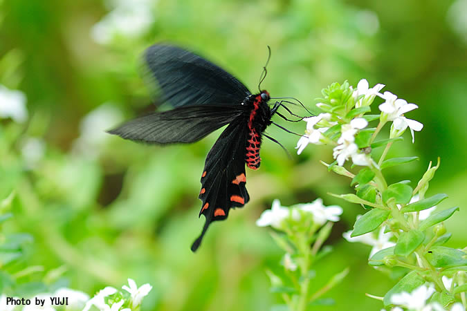 ジャコウアゲハ Atrophaneura alcinous