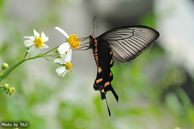 ジャコウアゲハ Atrophaneura alcinous