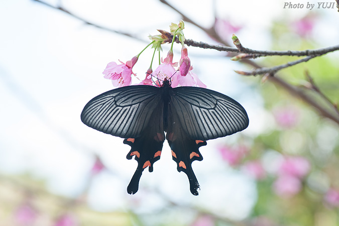 ジャコウアゲハ Atrophaneura alcinous