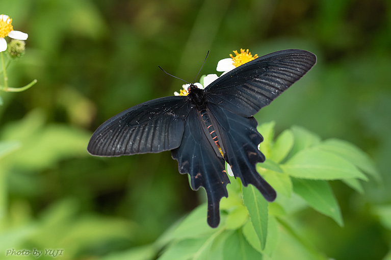 ジャコウアゲハ Atrophaneura alcinous