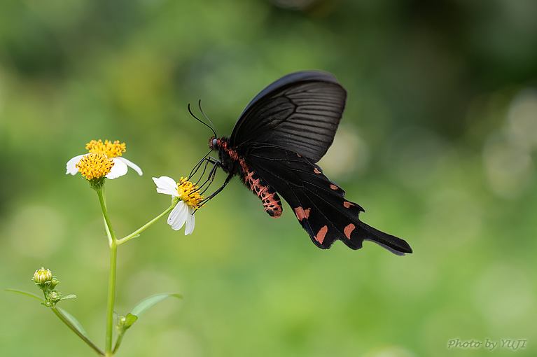 ジャコウアゲハ Atrophaneura alcinous