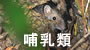 沖縄の哺乳類図鑑へ