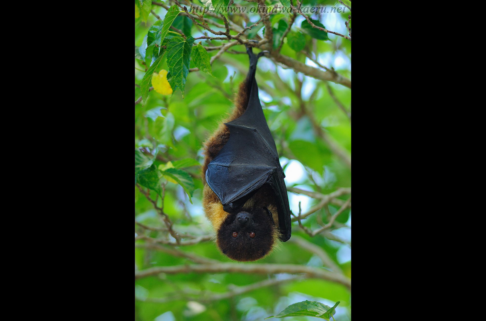 オリイオオコウモリ Pteropus Dasymallus Inopinatus Orii Flying Fox 沖縄の哺乳類 おきなわカエル商会