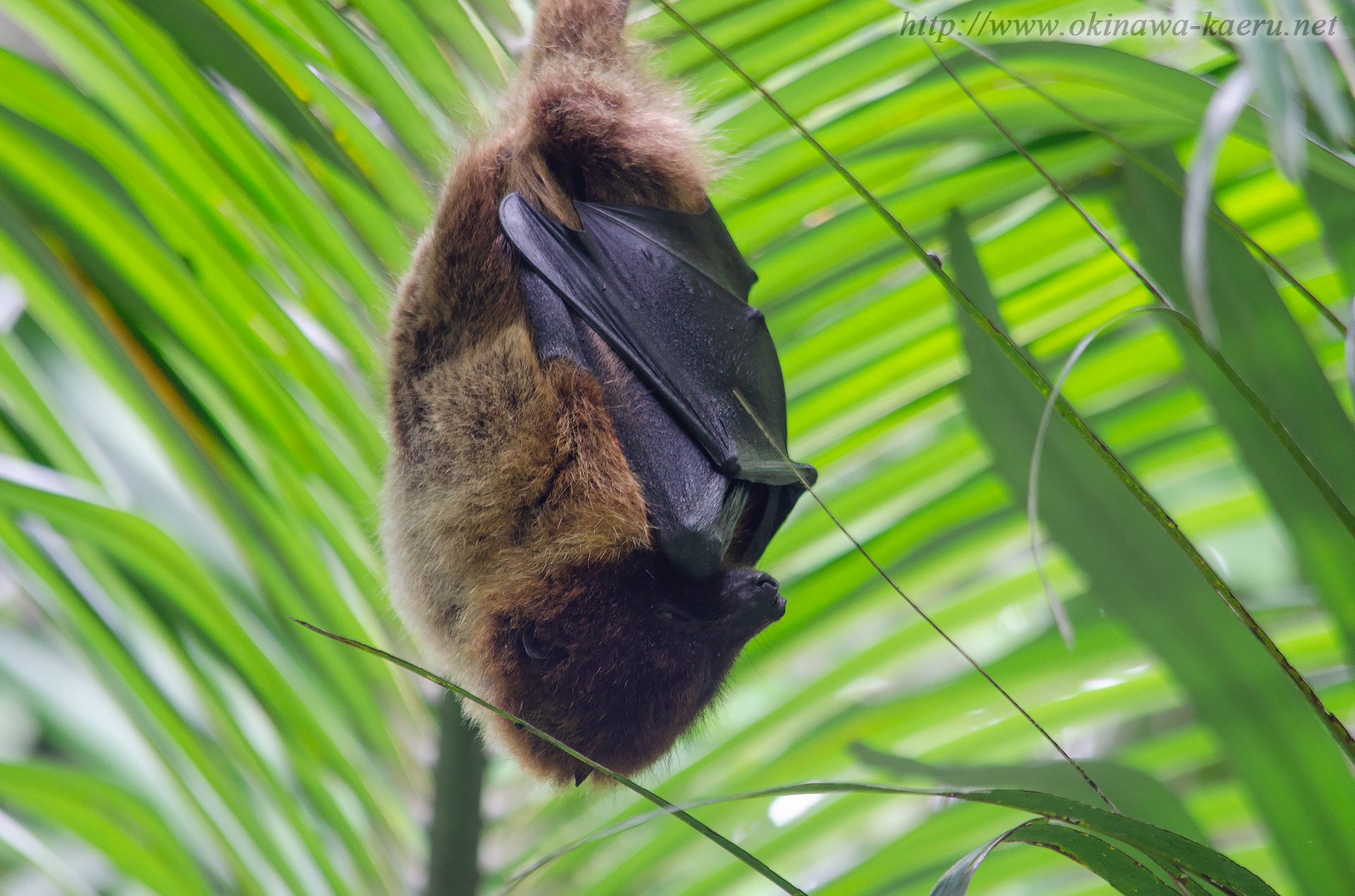 オリイオオコウモリ Pteropus Dasymallus Inopinatus Orii Flying Fox 沖縄の哺乳類 おきなわカエル商会