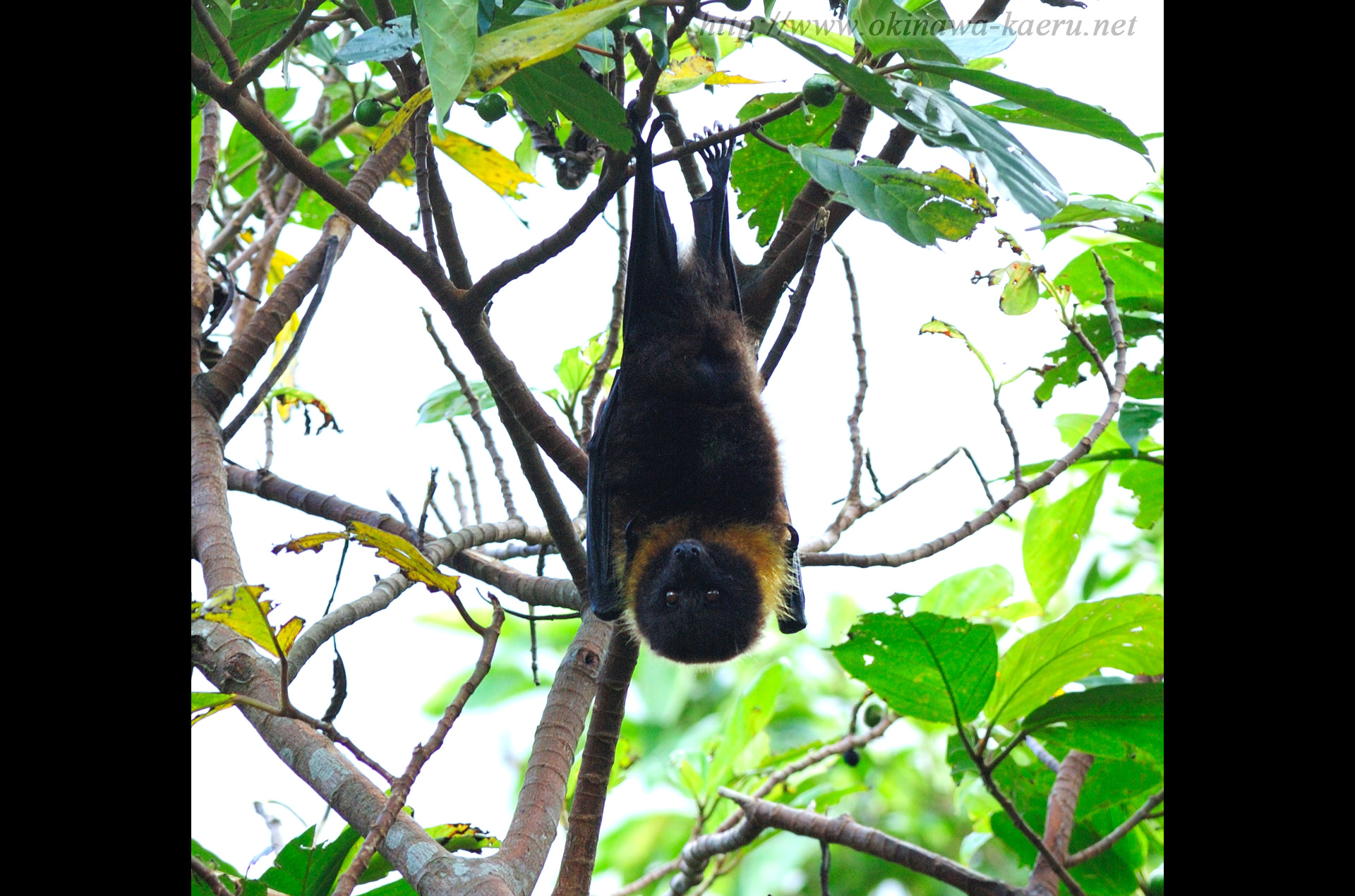 ヤエヤマオオコウモリ Pteropus Dasymallus Yayeyamae Yaeyama Flying Fox 沖縄の哺乳類 おきなわカエル商会