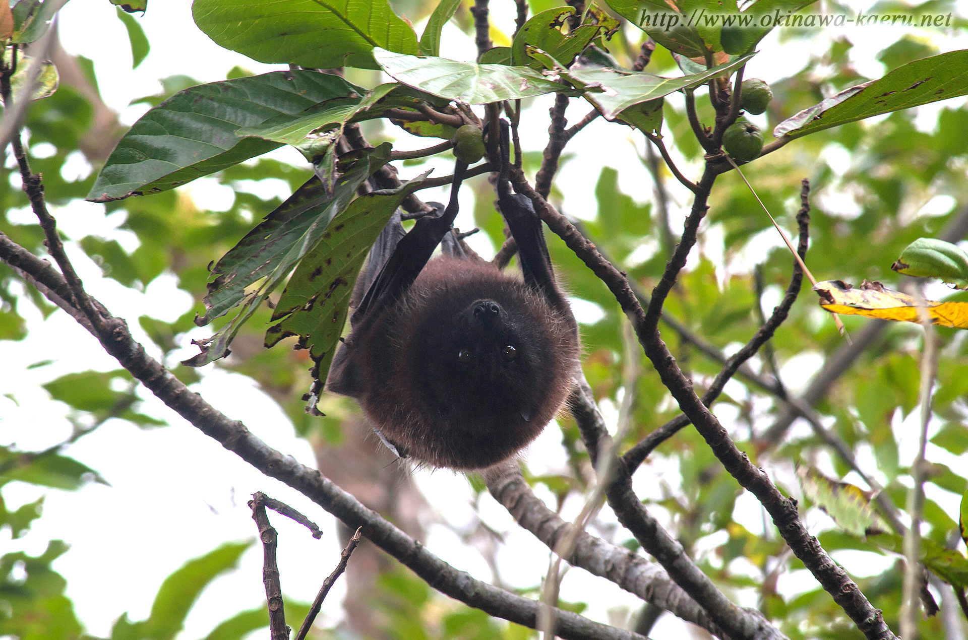 ヤエヤマオオコウモリ Pteropus Dasymallus Yayeyamae Yaeyama Flying Fox 沖縄の哺乳類 おきなわカエル商会