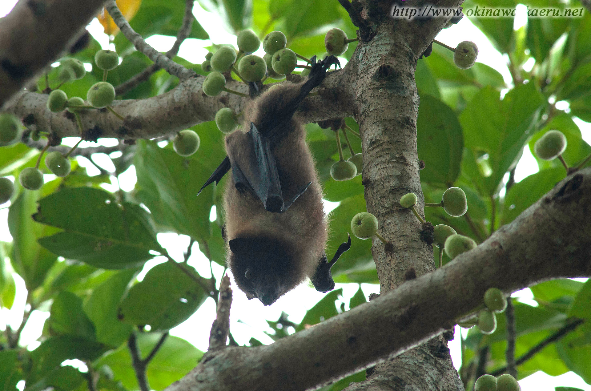 ヤエヤマオオコウモリ Pteropus Dasymallus Yayeyamae Yaeyama Flying Fox 沖縄の哺乳類 おきなわカエル商会