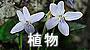 沖縄の維管束植物図鑑へ花の図鑑