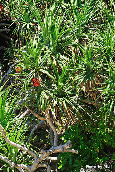 アダン Pandanus odoratissimus