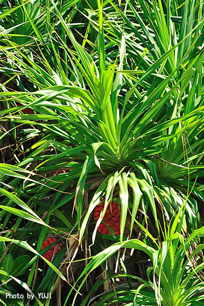 アダン Pandanus odoratissimus