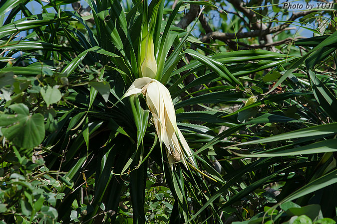 アダン Pandanus odoratissimus