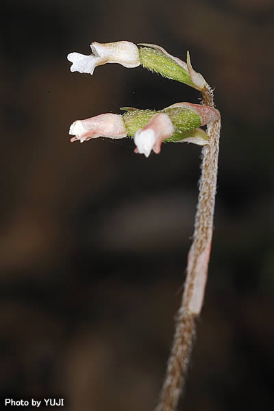 アカバシュスラン(タネガシマカイロラン，リュウキュウカイロラン) Cheirostylis liukiuensis