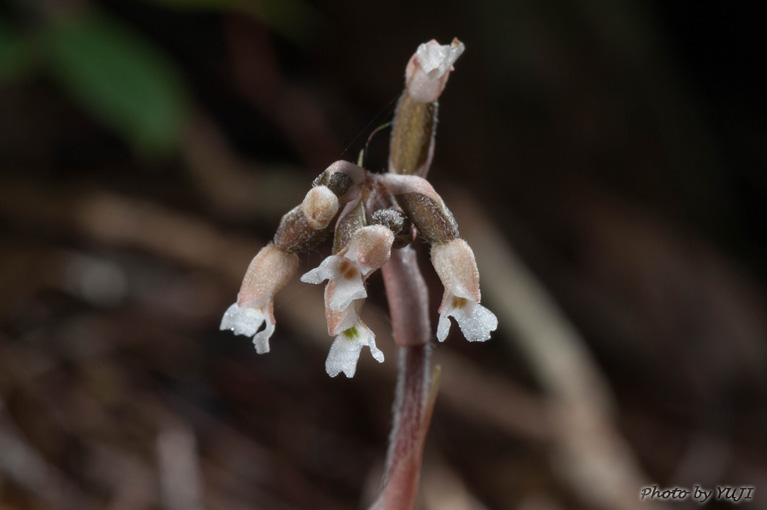 アカバシュスラン(タネガシマカイロラン，リュウキュウカイロラン) Cheirostylis liukiuensis