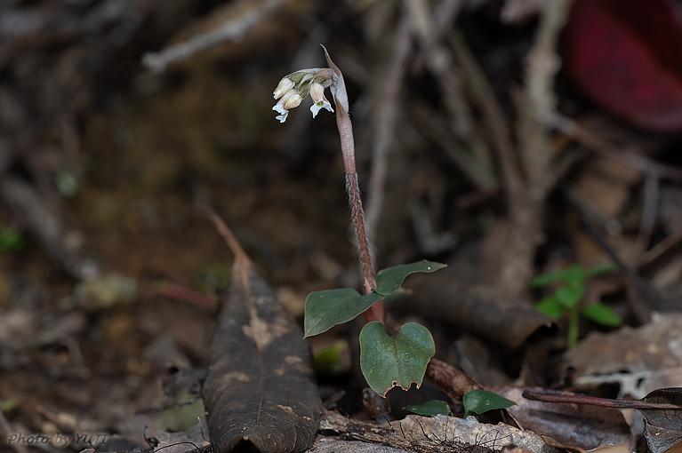 アカバシュスラン(タネガシマカイロラン，リュウキュウカイロラン) Cheirostylis liukiuensis