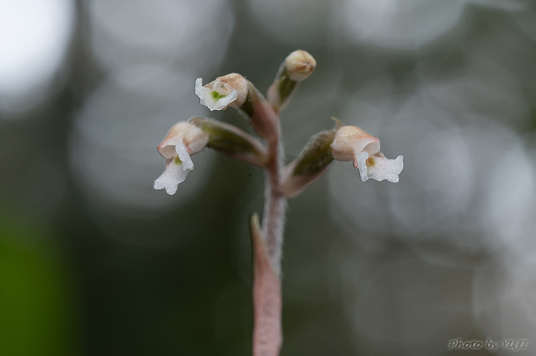 アカバシュスラン(タネガシマカイロラン，リュウキュウカイロラン) Cheirostylis liukiuensis