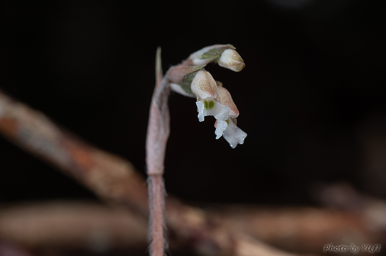 アカバシュスラン(タネガシマカイロラン，リュウキュウカイロラン) Cheirostylis liukiuensis